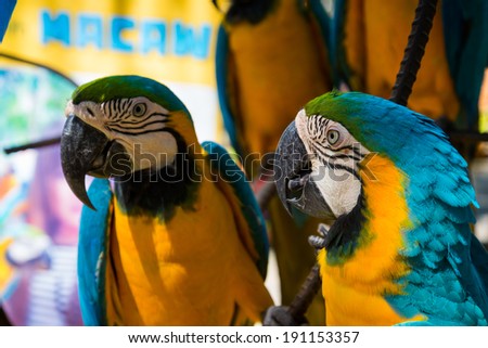blue yellow parrot macaw bird