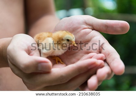 new born chick in human palms