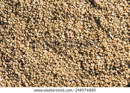 sun dried coffee green beans background