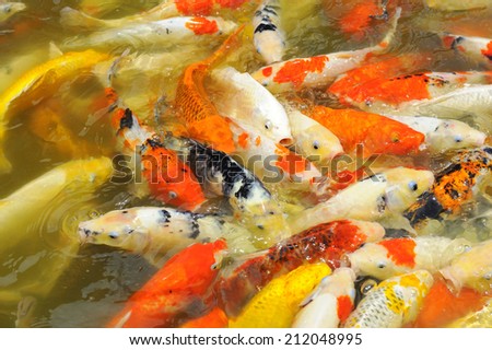 Multi Colored carp in the pond