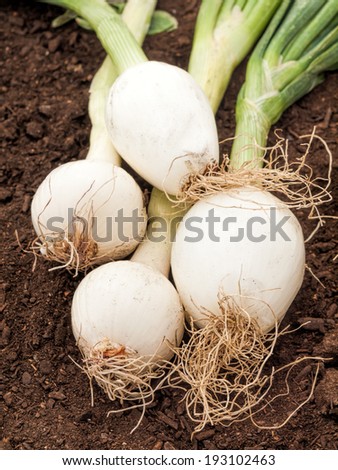 fresh white onions in a  garden on ground