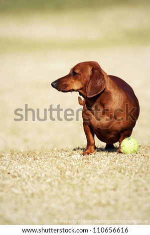 Brown dachshund dog playing with a tennis ball