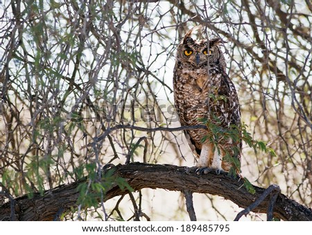 Spotted Eagle Owl bird perched on a tree in the Kalahari desert