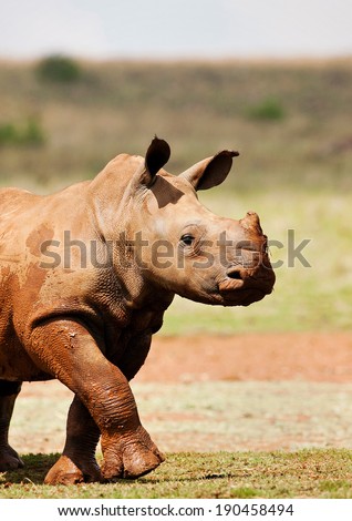 Cute baby white rhino covered in mud walking across an open field