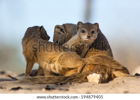 Wild Yellow mongoose family playing in the shade of a tree in the Kalahari desert