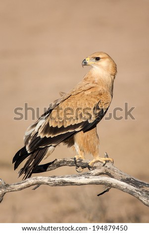 Wild Tawny Eagle bird perched on a low hanging branch in the Kalahari desert