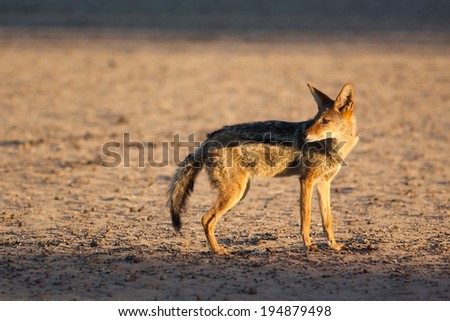 Wild Black-backed Jackal standing in golden morning light in the Kalahari desert
