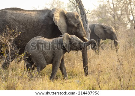 A baby wild Elephant walking next to mom