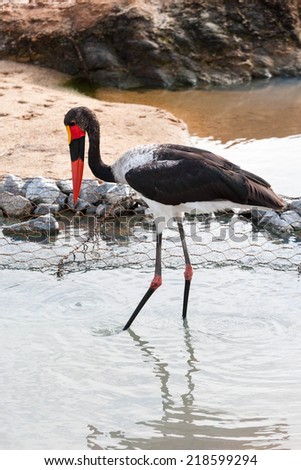 A wild Saddle-billed Stork bird hunting for fish in a small body of water