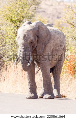 A large wild African Elephant standing in the road