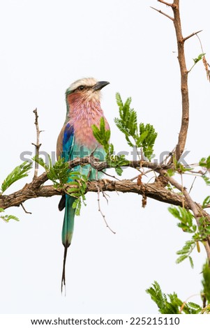 A wild Lilac-breated Roller bird perched on a high branch on a cloudy day