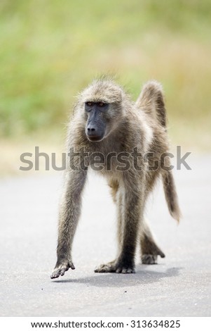 Young wild baboon/monkey walking down the road during the day in the Kruger National Park, South Africa