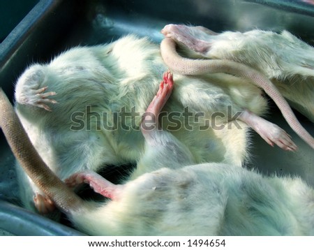 dead laboratory rats and mouses