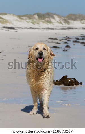 Golden Retriever walking along beach