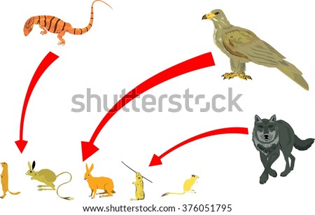 Food Chain Of Wolf