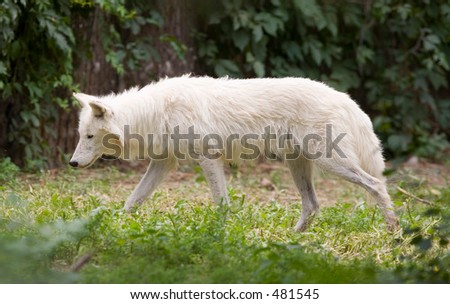 White Wolf Denver Zoo