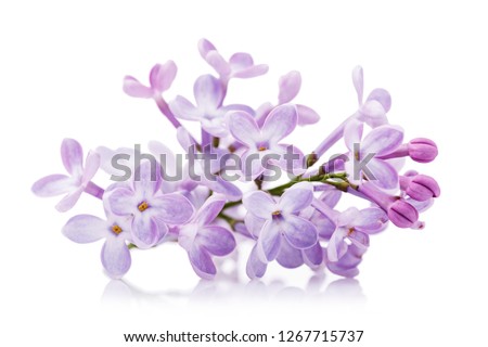 Similar – Image, Stock Photo purple lilac flowers and lilac buds against green background, closeup