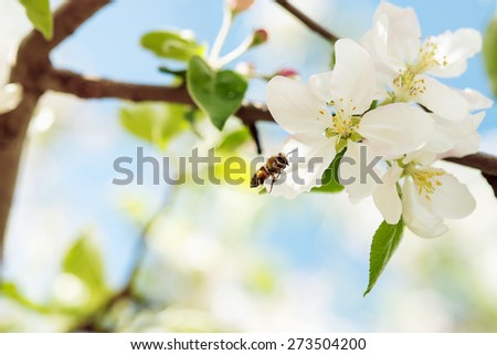 The bee flies to Apple blossoms to collect pollen