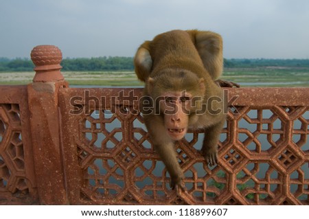 India Temple monkey
