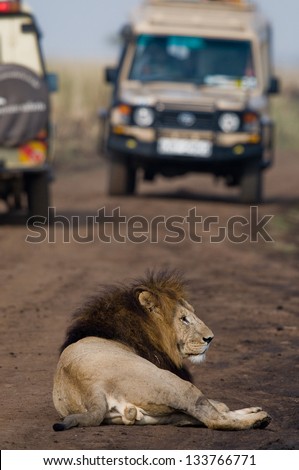 Lion with safari cars