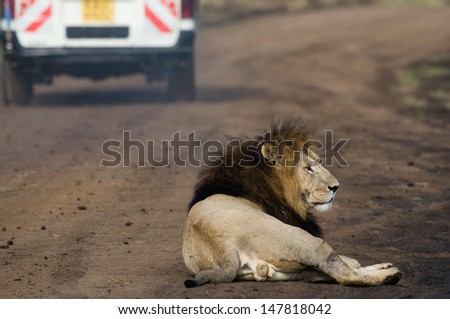 Lion with safari car