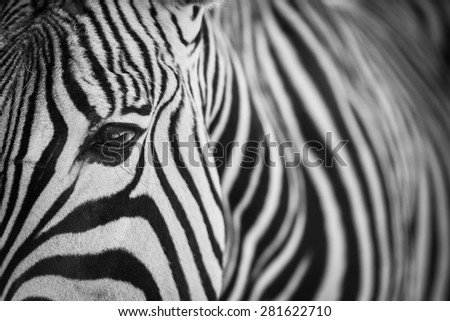 Similar – Image, Stock Photo Zebra eye zebra closeup