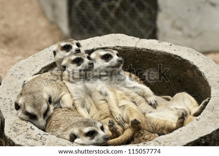 Group of Meerkat on big basin