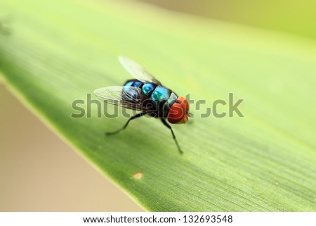 house fly in extreme close up sitting on green leaf. Picture