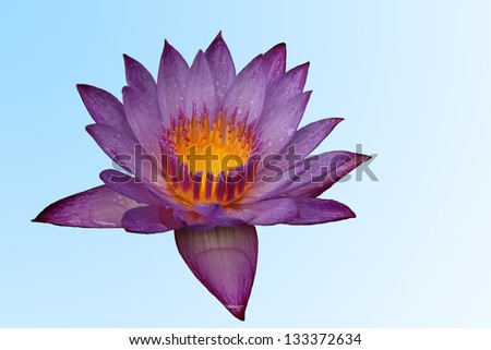 Lotus in Thailand,background