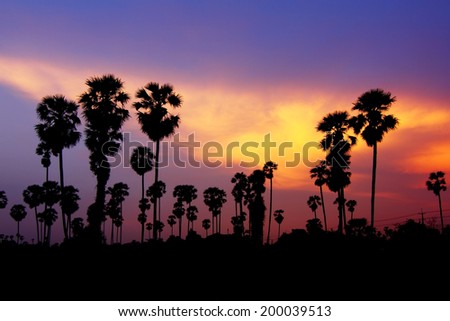 Palm sunset in Thailand