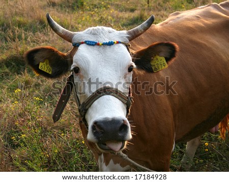 Cow portrait with barcode tags