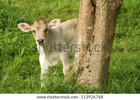 Little cow in the field, looking scared