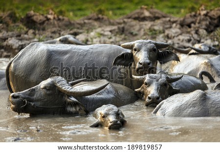 Buffalo/Buffalo in Mud