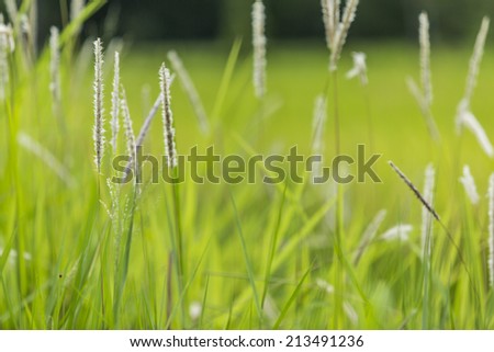 Grass white /grass white and green Background