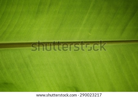 Banana leaf./Texture background of backlight fresh green Leaf.