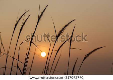 Sunrise/The sun rises on grass.