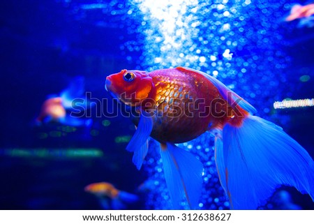 goldfish ryuikin underwater in aquarium