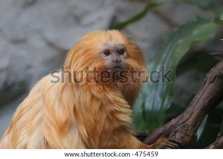 Orange Monkey In A Tree Stock Photo 475459 : Shutterstock