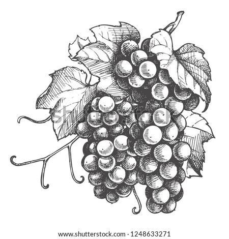 Black And White Grapes Clipart | Free download on ClipArtMag