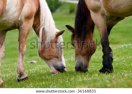 Beautiful  horses feeding in a field of grass