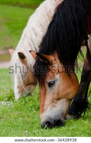 Beautiful horses feeding in a field of grass
