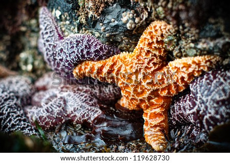 Closeup of four purple and one orange starfish with shallow depth of field.