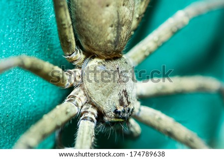 Macro of the face and head of a wolf spider