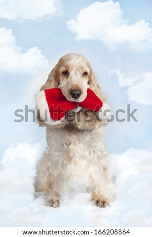 English Cocker spaniel dog with santa hat in heaven