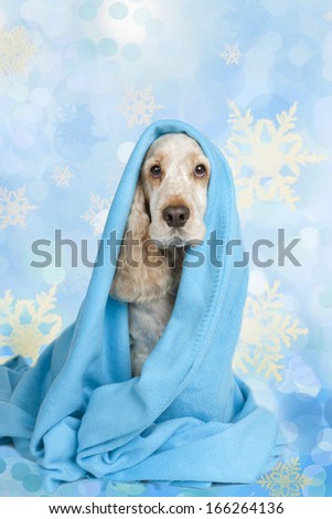 Spaniel wrapped in a blanket in winter