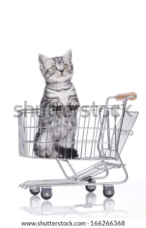 kitten in shopping card