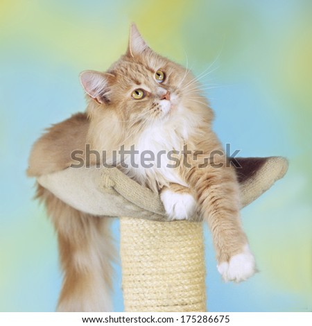 Maine Coon cat on stretching post