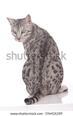 Bengal cat from the back isolated turns around