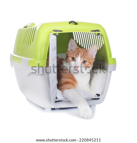 cat in travel box