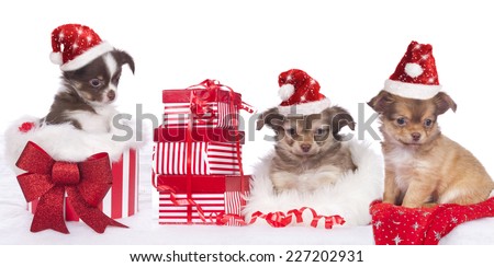chihuahua puppies with santa hat isolated on white